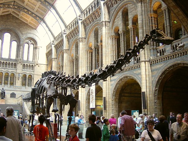 Photo - Natural History Museum - Diplodocus