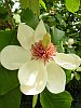 Magnolia - Nymans - Nymans Garden - Sussex