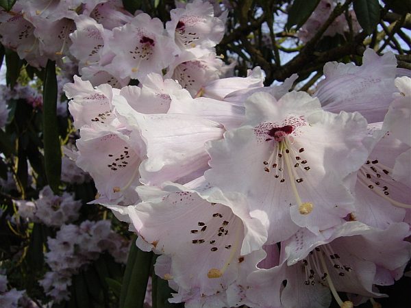 Photo - Rhododendron - Wakehurst