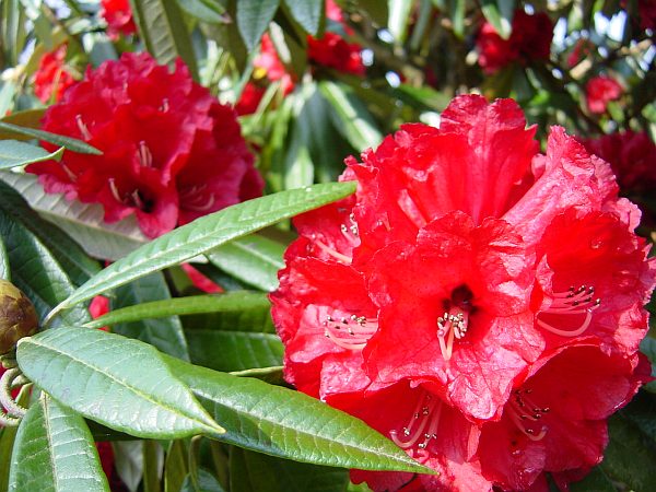 Photo - Rhododendron - Wakehurst