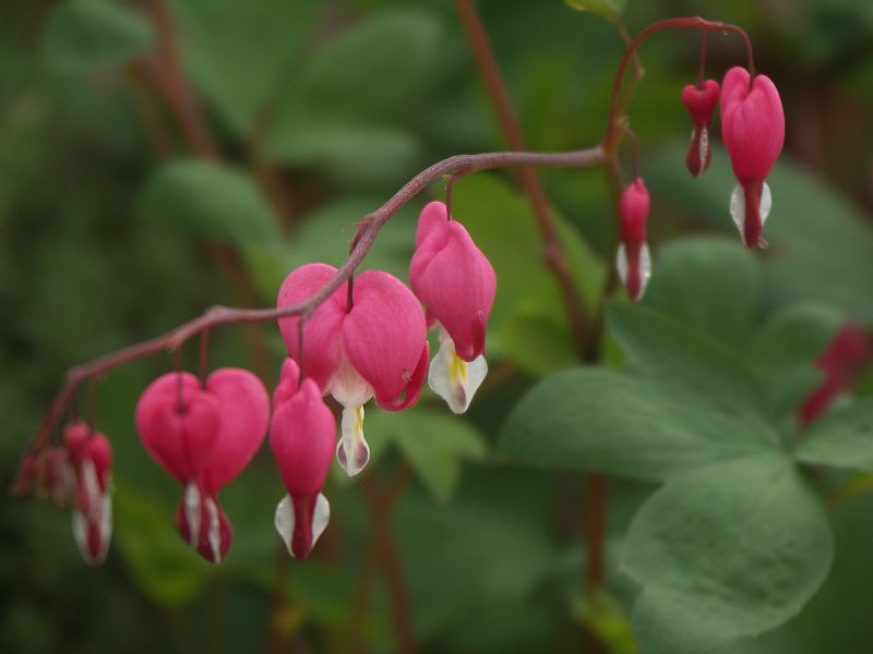 Photo - Dicentra Spectabilis