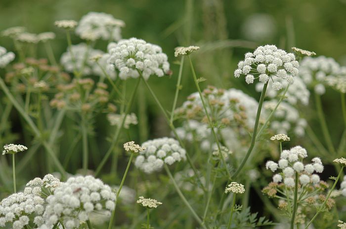 Photo - Conium maculatum