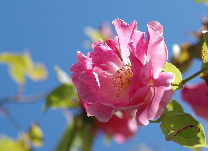 Photo - Rose