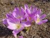 Colchicum speciosum - Flowers