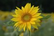 Sunflowers - Flora - August - Sunflower