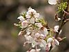 Cherry Blossom in Alishan Recreation Park - Alishan Recreation Park