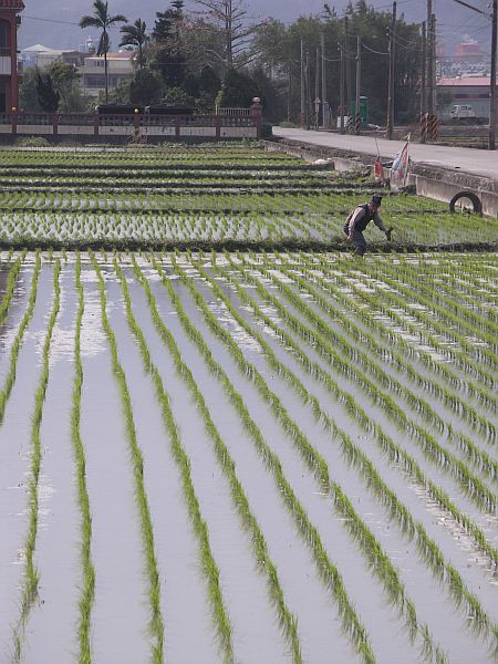 Photo - Paysan transplantant de jeunes plants de riz
